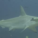Hammerhead