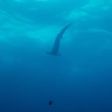 In the blue