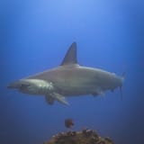 Galápagos shark