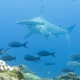 Hammerhead and jacks