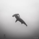 Hammerhead overhead