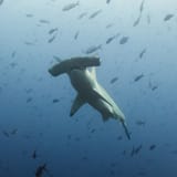 Hammerhead