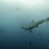 Hammerhead