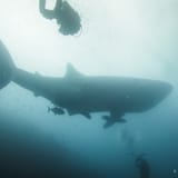 Whale shark