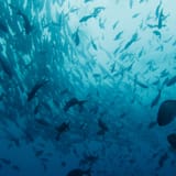 Schooling fish