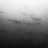 Hammerhead school