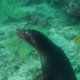 Sea lion