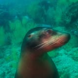 Sea lion