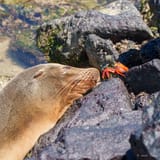 Sea lion and crab