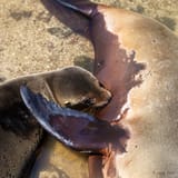 Sea lions