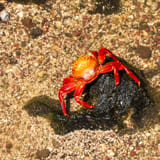 Sally Lightfoot crab