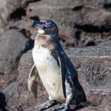 Galápagos penguin