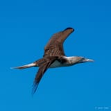 Blue-footed booby