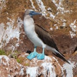 Blue feet
