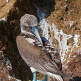 Blue-footed booby