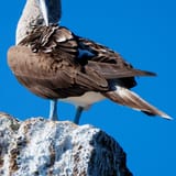 Booby on the rock