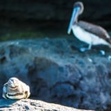 Pelican and sea lion