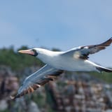 Nazca booby