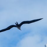 Frigatebird