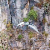 Tropicbird