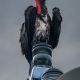 Frigatebird on the mast