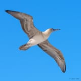 Booby overhead