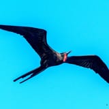 Frigatebird