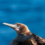 Young booby