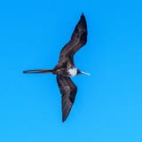 Frigatebird