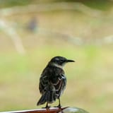 Darwin's finch