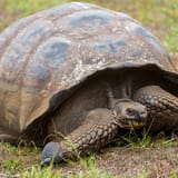 Giant tortoise