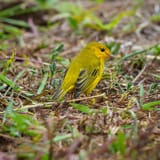 Yellow warbler
