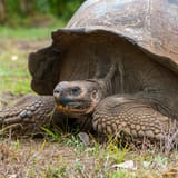 Giant tortoise