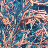 Sea rods