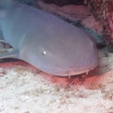 Nurse shark
