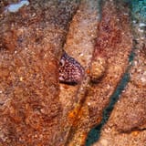 Moray