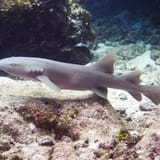 Nurse shark