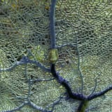 Sea fan