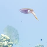 Reef squid