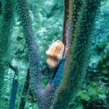 Flamingo tongue
