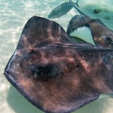 Stingray City