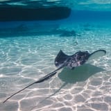 Stingray City