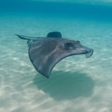 Southern stingray