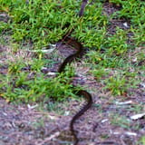 Snake
