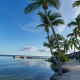 Palms