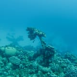 Coral pinnacle