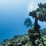 Pinnacle and diver