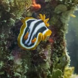 Pyjama nudibranch