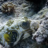 Pufferfish