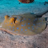 Bluespotted ribbontail ray